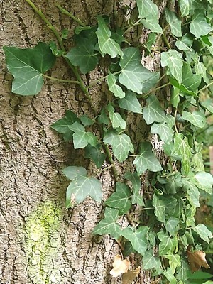 photo of Ivy