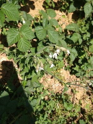 photo of White Campion