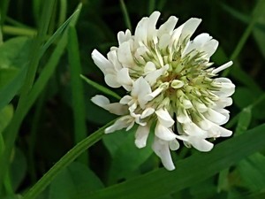 photo of White Clover
