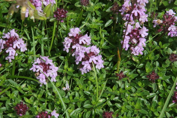 photo of Wild Thyme