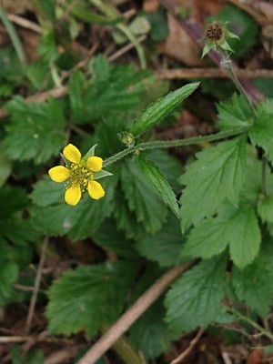 photo of Wood Avens