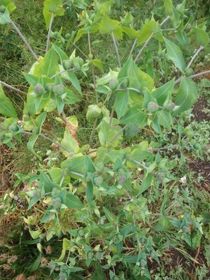 photo of Caper Spurge