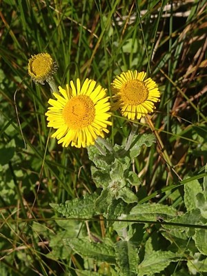 photo of Common Fleabane