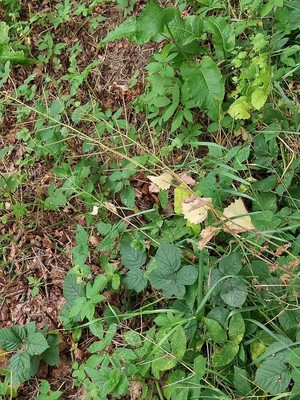 photo of Garlic Mustard