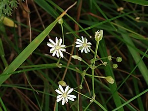 photo of Lesser Stitchwort
