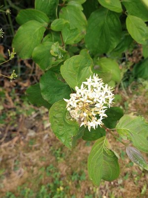 photo of Dogwood