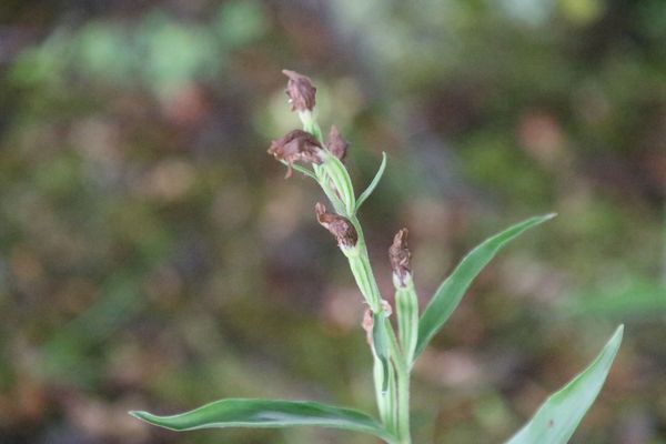 photo of White Helleborine