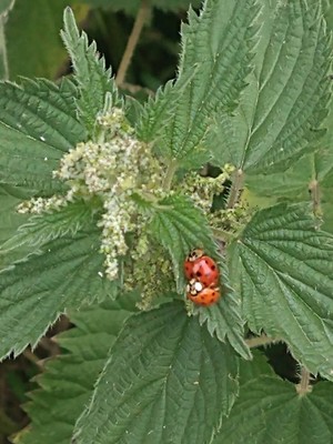 photo of Common Nettle