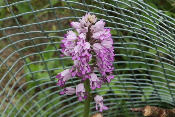 photo of Military Orchid