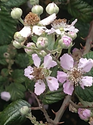photo of Elm Leaved Bramble