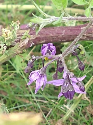 photo of Bittersweet