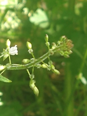 photo of Enchanter's Nightshade