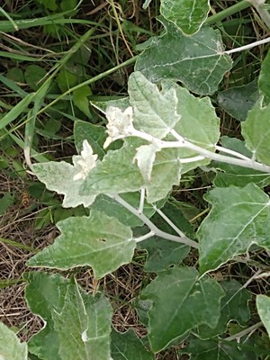 photo of White Poplar