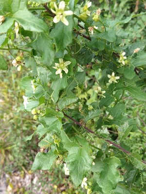 photo of White Bryony