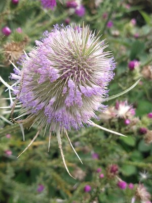 photo of Teasel