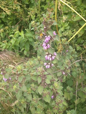 photo of Black Horehound