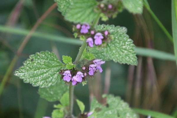 photo of Black Horehound