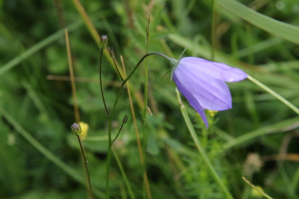 photo of Harebell
