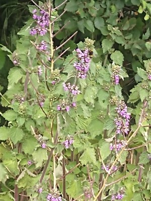 photo of Black Horehound