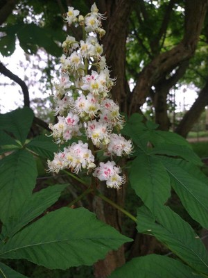 photo of Horse Chestnut