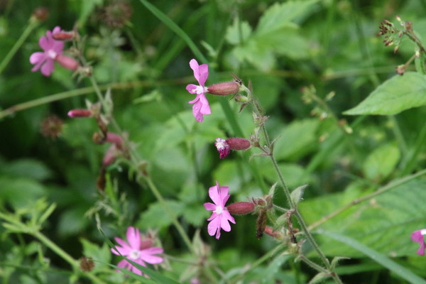 photo of Red Campion