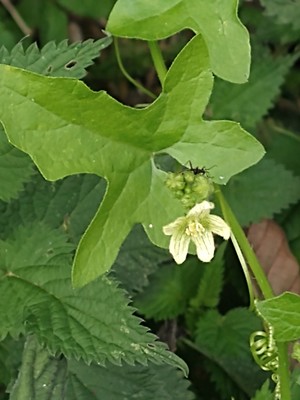 photo of White Bryony