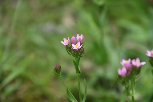 photo of Common Centaury