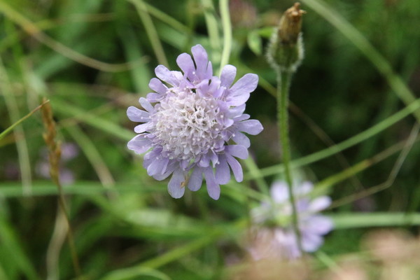photo of Small Scabious