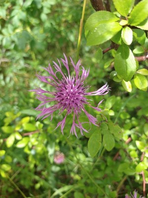 photo of Greater Knapweed