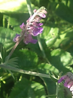 photo of Fodder Vetch