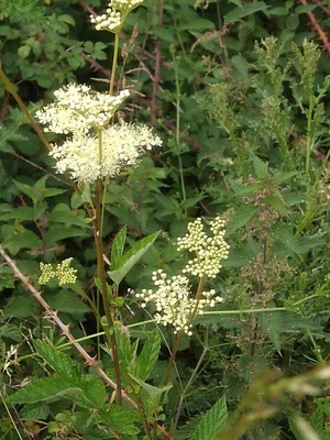 photo of Meadowsweet