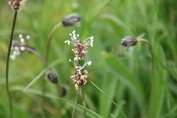 photo of Ribwort Plantain