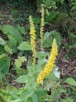 photo of Dark Mullein