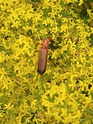photo of Lady's Bedstraw