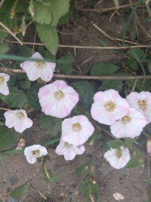 photo of Field Bindweed