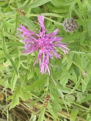 photo of Greater Knapweed