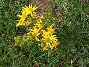photo of Ragwort