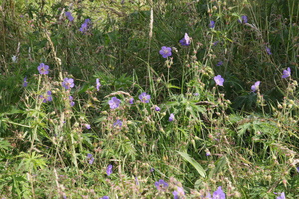 photo of Meadow Crane's Bill