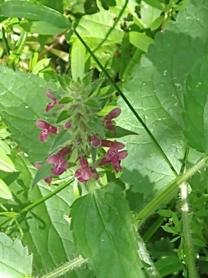 photo of Hedge Woundwort