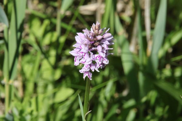 photo of Common Spotted Orchid