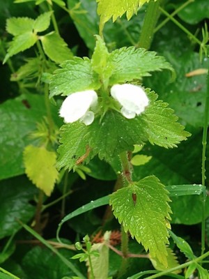photo of White Dead Nettle