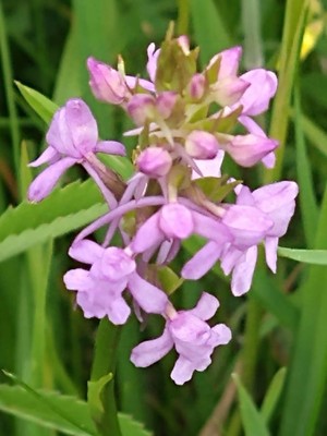 photo of Chalk Fragrant Orchid