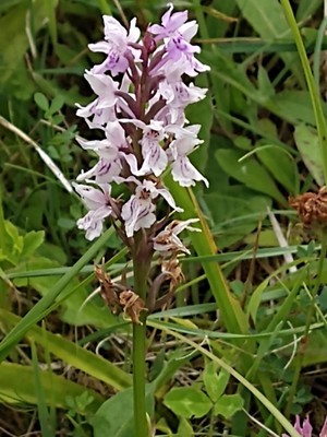 photo of Common Spotted Orchid