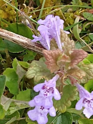 photo of Ground Ivy