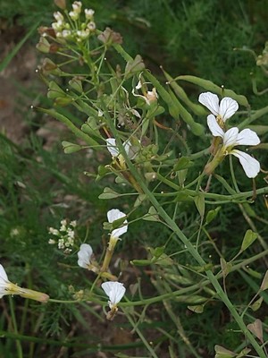 photo of Wild Radish