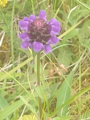 photo of Selfheal