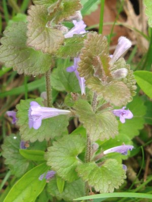 photo of Ground Ivy