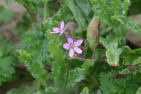 photo of Common Stork's Bill