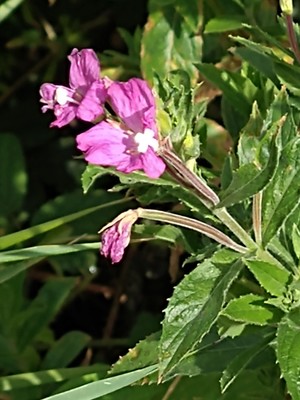 photo of Great Willowherb