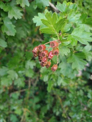 photo of Hawthorn